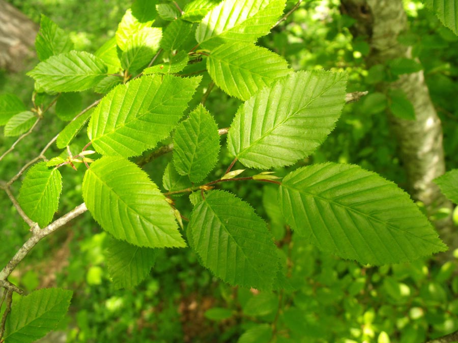 Dal Gargano, Carpino o Carpinella?